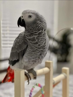 Trusty African Grey Parrots 