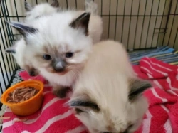 Vet-checkedbeautiful Ragdoll Kittens.