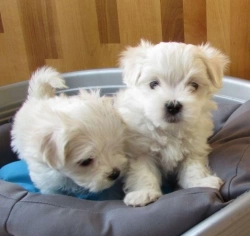 Apple-Head Teacup Maltese puppies for adoption 470-673-7509