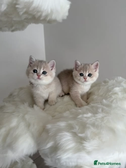 British shorthair kittens ready