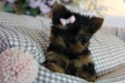 Cute Yorkie puppies for adoption 