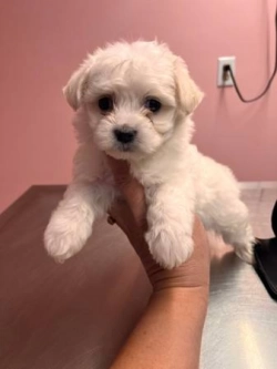 100% Teacup Maltese puppies for adoption