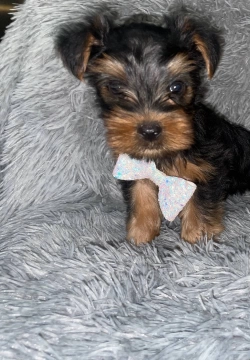Two beautiful AKC registered purebred T-Cup Yorkie puppies for a good home.