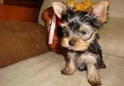 Awesome T-Cup Tiny Yorkie  Puppies For Adoption