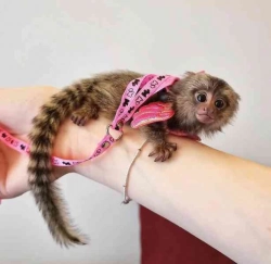 Healthy Finger Baby Marmoset Monkeys for sale