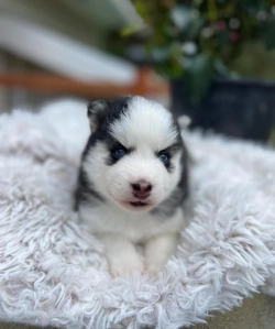 Terrific Pomsky Puppies Available - Text  213-562-3374