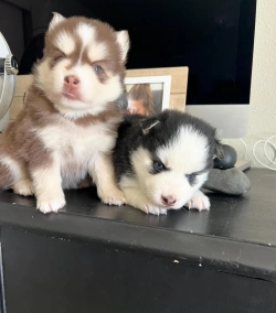 Awesome Pomsky Puppies Ready - Text  213-562-3374