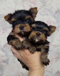 Yorkie pups that are playful, affectionate, and adorable—contact bababrahg@gmail.com.