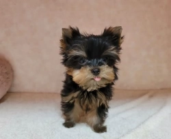 Yorkie puppies with sparkling eyes and wagging tails—email bababrahg@gmail.com.