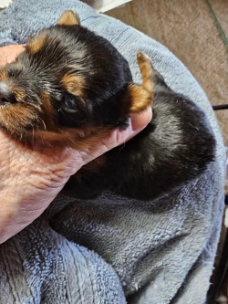 Loved super intelligent teacup Yorkie puppies 