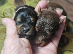 Standard mini Yorkie puppies 