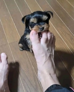Cute adorable teacup Yorkie puppies 