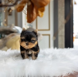 Cute adorable teacup Yorkie puppies 