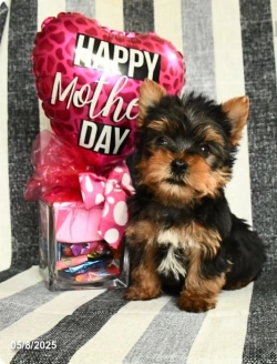 Yorkie pups ready to be your best friend—reach out to bababrahg@gmail.com.