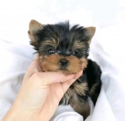 Loved super intelligent teacup Yorkie puppies 