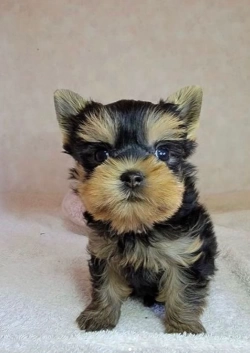 Yorkie pups with charming personalities and loving hearts—email bababrahg@gmail.com.