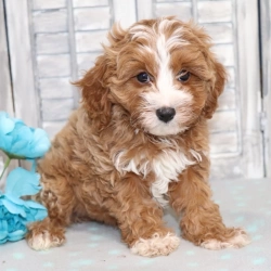 Cute Teacup Cavapoo Puppies For adoption