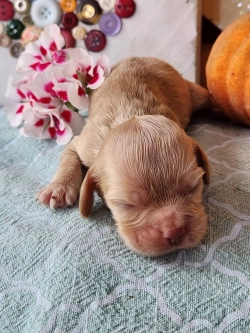 Female and Male Cocker Spaniel puppies available for good homes.