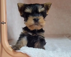Yorkie puppies raised with love and care—contact bababrahg@gmail.com.