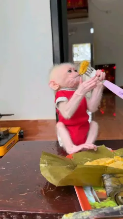 Pet Adoption  Rehoming — 2 to 3 Weeks Availability