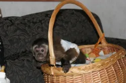 Beautiful Capuchin Monkey