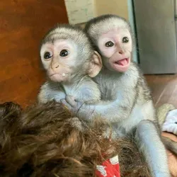 Twin Baby Capuchin Monkeys for sale