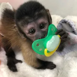 Socialized Baby Capuchin monkeys for sale