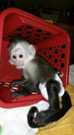 Baby Capuchin monkey raised in a caring environment