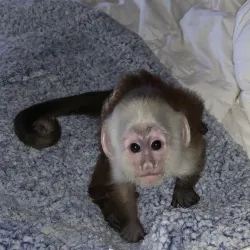 Well?cared?for Capuchin monkey ready for a new home. 