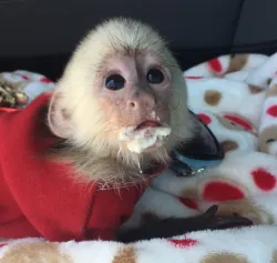Sweet Capuchin monkey ready to join a responsible family