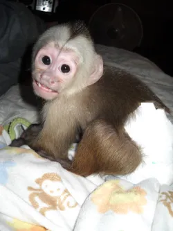 Beautiful baby Capuchin monkey raised with care and attention
