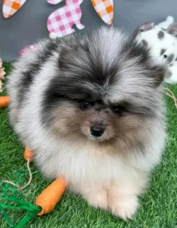 Pomeranian puppies available more details via reginalaw121@gmail.com