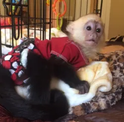 Capuchin monkey for sale. 