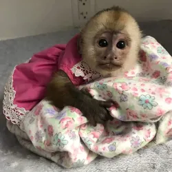 Lovely Capuchin monkey with a calm temperament