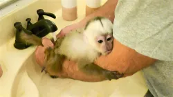 Healthy Capuchin monkey available.
