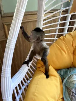 Charming Capuchin monkey seeking a responsible owner