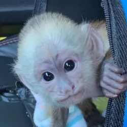 Adorable baby Capuchin monkey available for a loving home