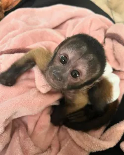 Baby Capuchin Monkey Available for a Caring Home
