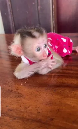 Friendly Young Capuchin Monkey Looking for a New Family