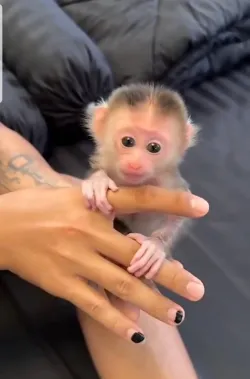 Gentle Baby Capuchin Monkey Available