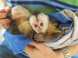 Healthy Capuchin Monkey Seeking a Responsible Owner