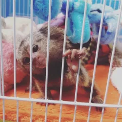 Capuchin monkey ready for placement in a qualified home.