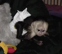 Capuchin monkey available for adoption to an experienced owner.