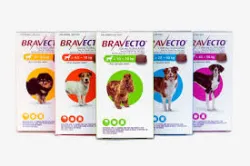 Bravecto on Sale for Toy Dogs – Yellow Pack 4.4–9.9 lbs