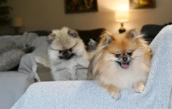 Adorable Pomeranian Puppies