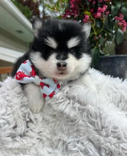 Adorable Pomsky Puppies For Sale - Text Whatsapp 872-345-5190 