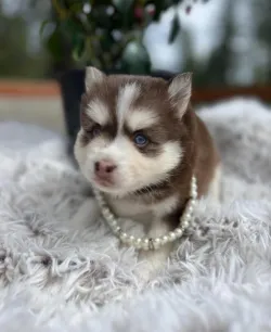 New Litter Pomsky Puppies Available - Text Whatsapp 872-345-5190 