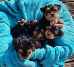 Pure Bred Yorkie Puppies
