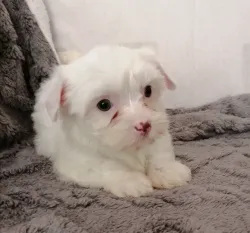 Micro Teacup Yorkie Puppies