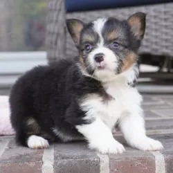 Welsh Corgi puppy from reputable breeders near you